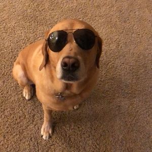 Meet your Posher, Alex